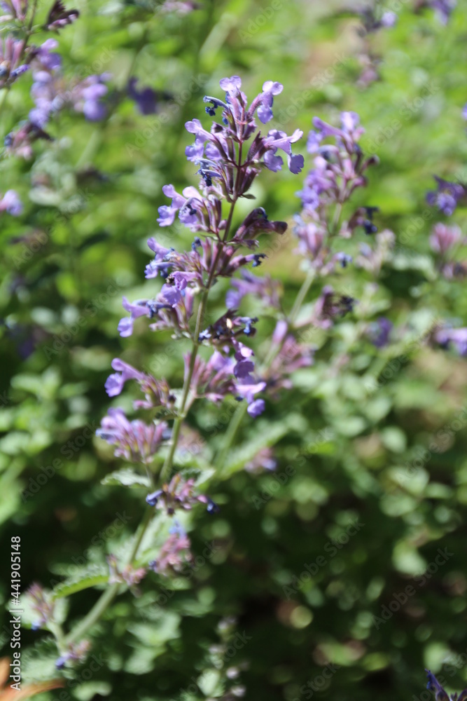 Meadow Sage In Bloom, Alexander Circle, Edmonton, Alberta Meadow Sage In Bloom, Alexander Circle, Edmonton, Alberta