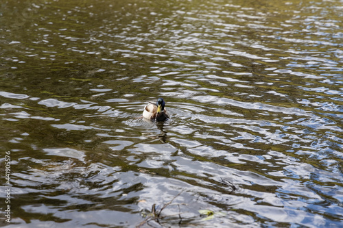 Drake duck swims on the lake. Summer day.