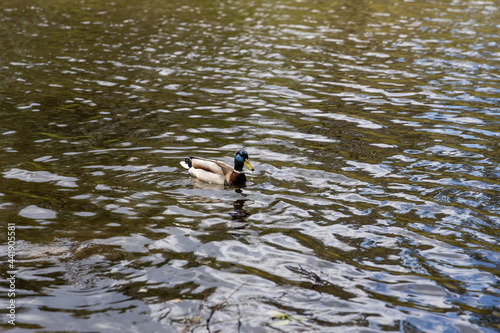 Drake duck swims on the lake. Summer day.