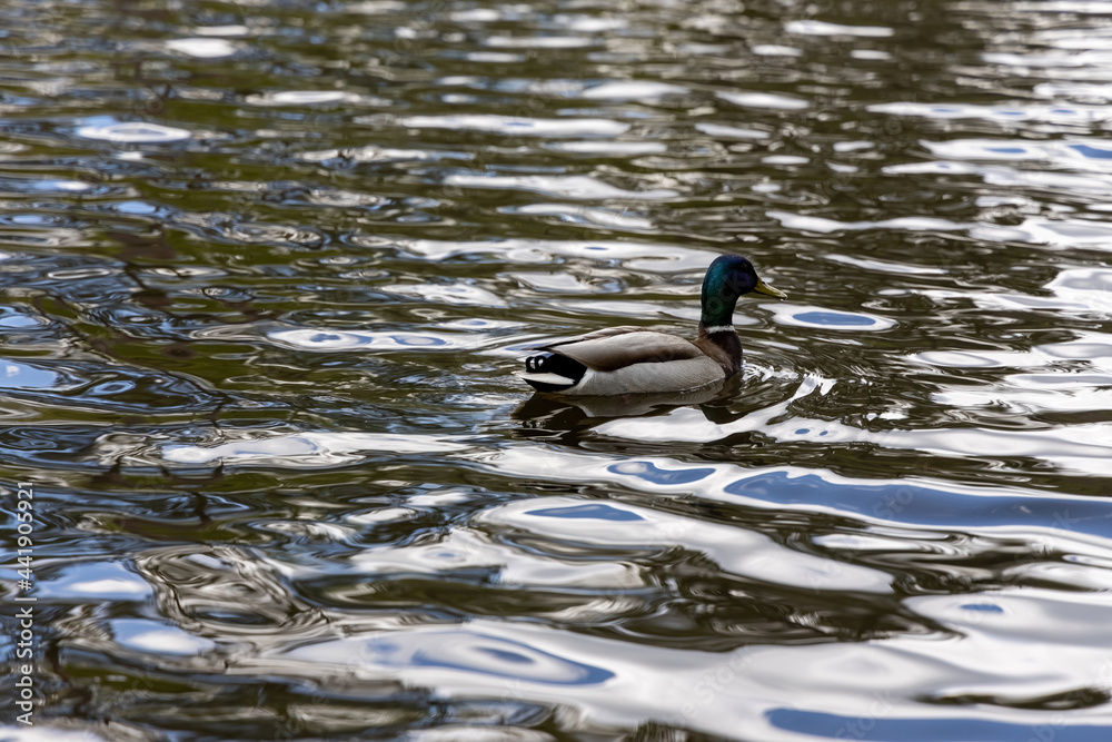 Obraz premium Drake duck swims on the lake. Summer day.