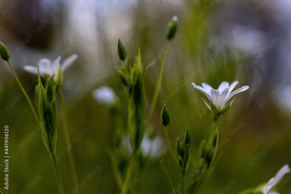 Anemone white flower on a natural background. Detailed macro view. Anemone white flower on a natural background. Detailed macro view.