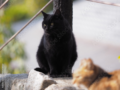 きままに過ごす野良猫たち