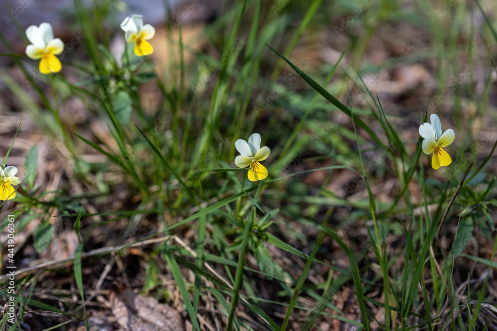 Pansy flower on a natural background. Detailed macro view.
