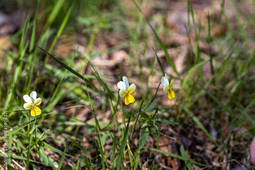 Pansy flower on a natural background. Detailed macro view.