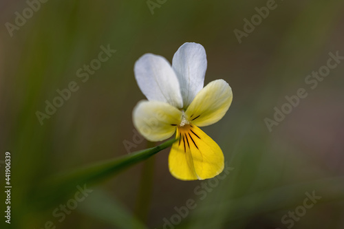 Pansy flower on a natural background. Detailed macro view.