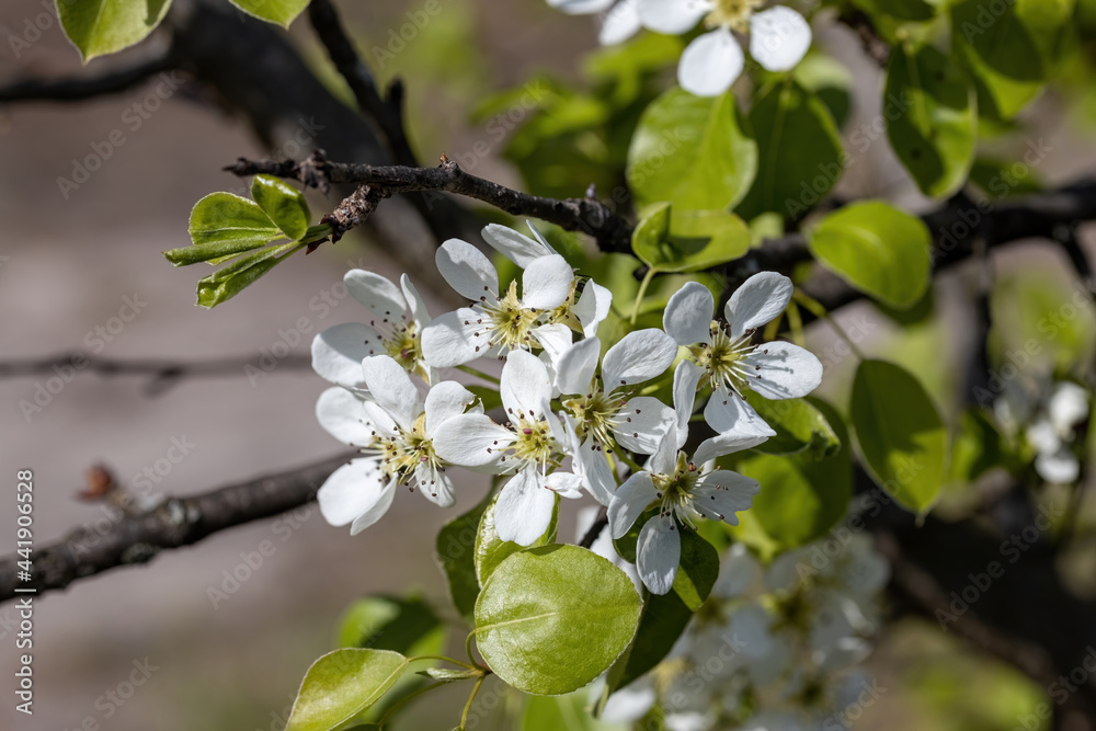 White flowers of fruit trees in spring on a background of green leaves. Detailed macro view.
