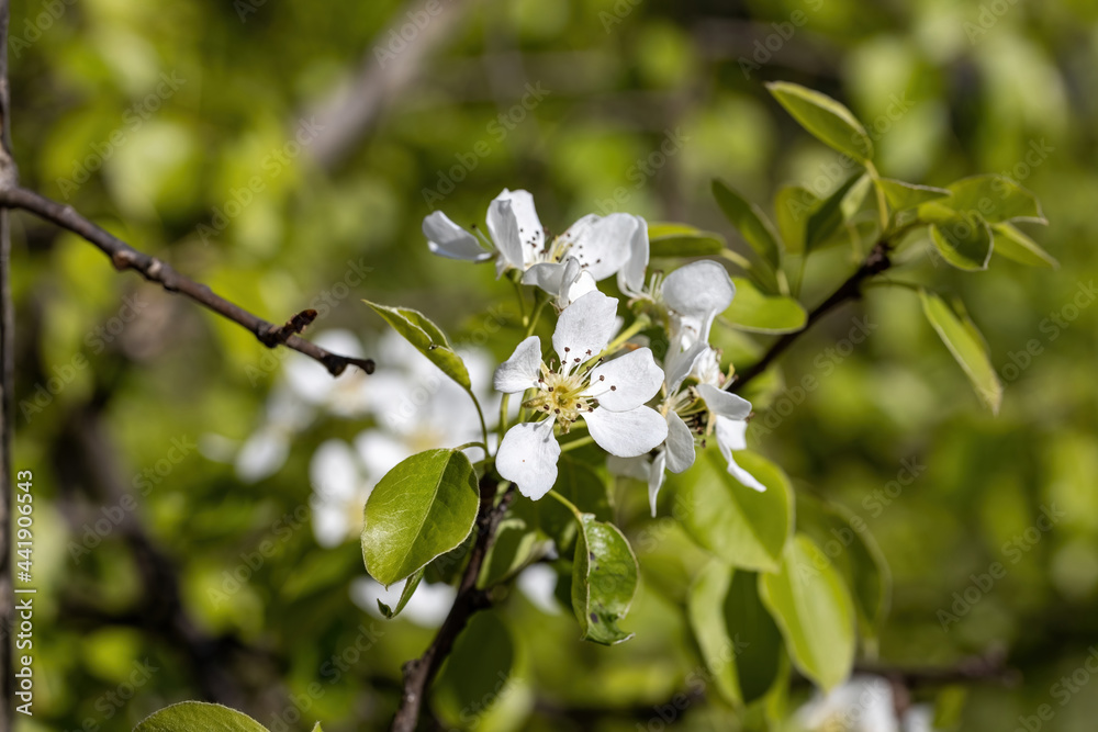 White flowers of fruit trees in spring on a background of green leaves. Detailed macro view.