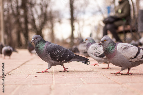 Pigeons on a pedestrian street in the park. A group of pigeons on an autumn day.