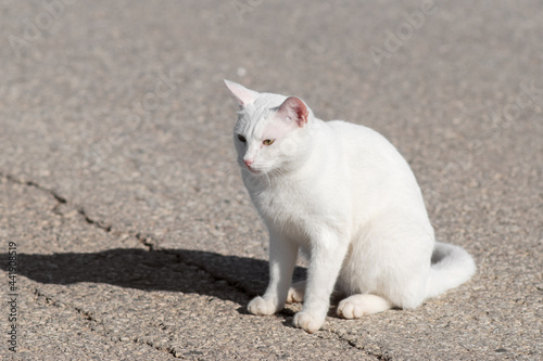 Portrait of a white cat with yellow eyes on the street. Homeless cat closeup. Selective focus. © Aimur