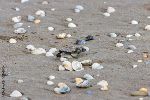 Pequeña tortuga con diferentes conchas en una playa de arena en la playa de Playa de Tuxpan, Veracruz