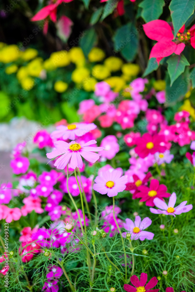 Beautiful pink cosmos flowers Beautiful pink cosmos flowers