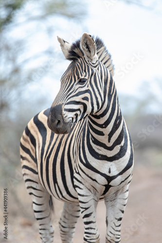 Zebra stallion on dirt road in southern Africa