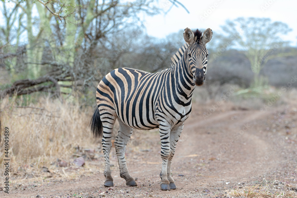 Zebra stallion looking at camera while on gravel dirt road in southern Africa Zebra stallion looking at camera while on gravel dirt road in southern Africa