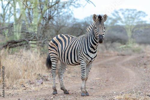Zebra stallion looking at camera while on gravel dirt road in southern Africa