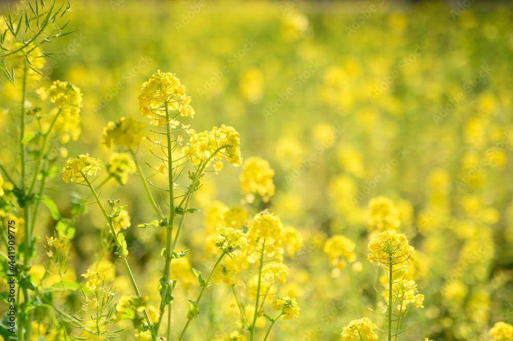 菜の花