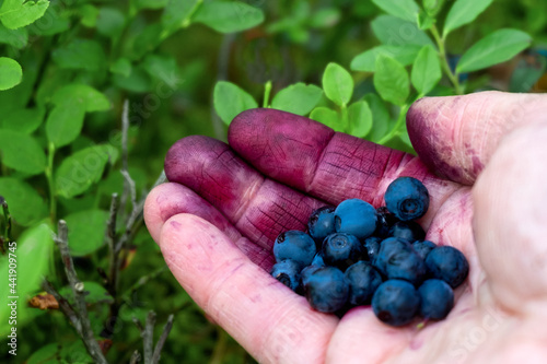 Woman collects organic blueberries in the forest. Women's hand stained with blueberries. photo