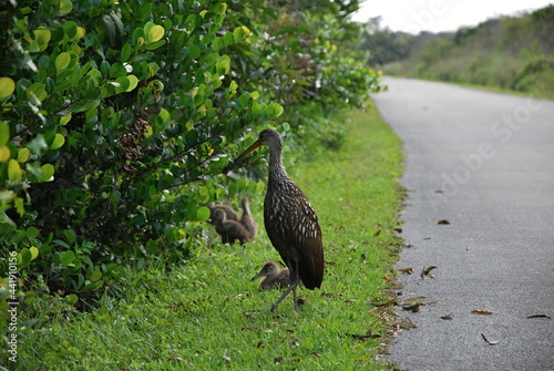 Vögel im Everglades National Park, Florida photo
