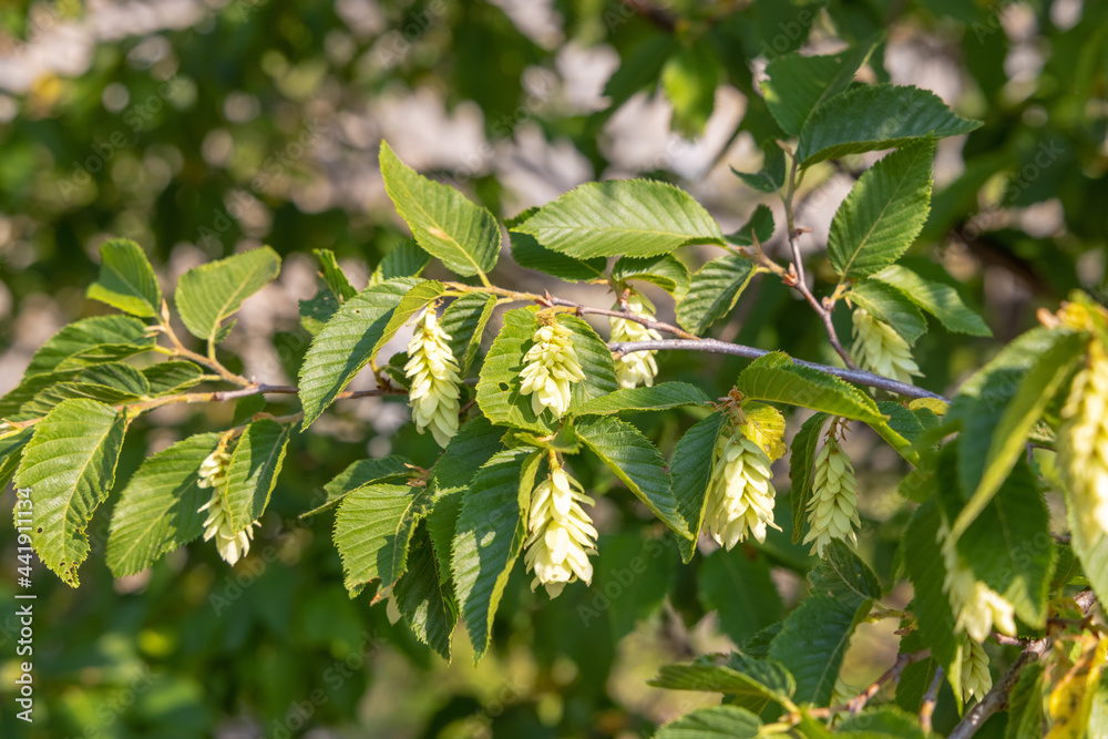 Fruits of Ostrya carpinifolia, the European hop-hornbeam Fruits of Ostrya carpinifolia, the European hop-hornbeam