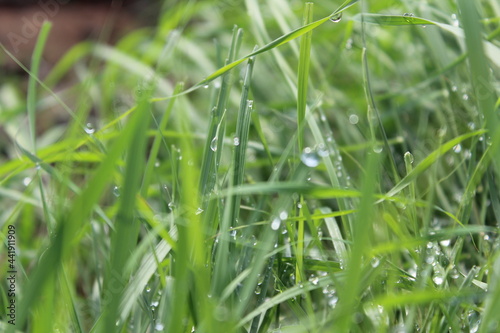 Water droplets