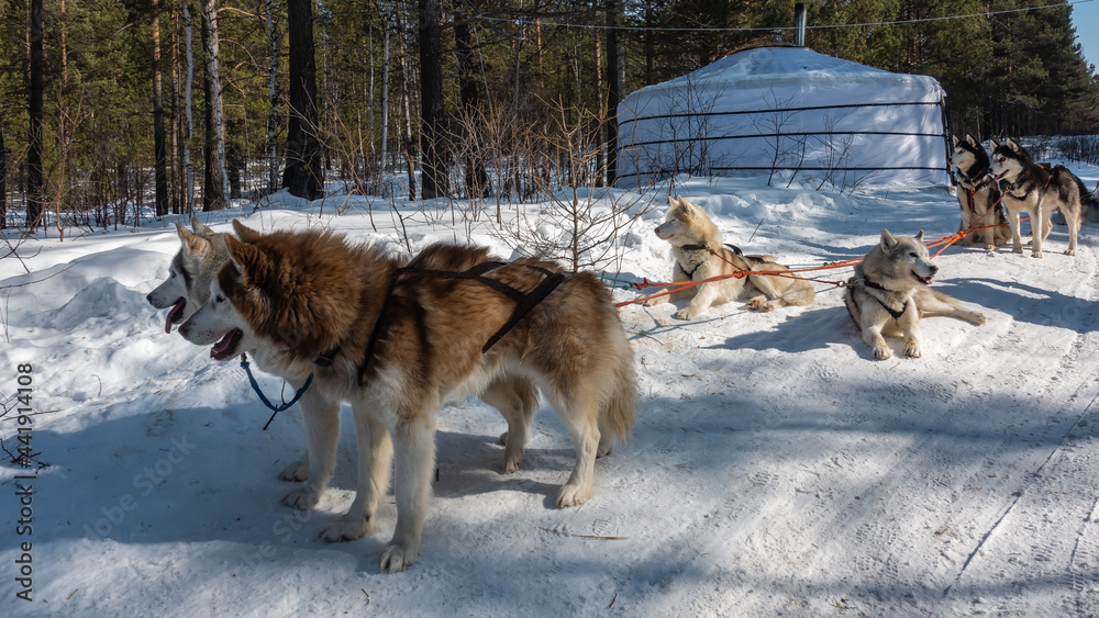 Brown, fawn, black and white Siberian huskies are harnessed. The team is resting on a snowy road. The mouths are open. The red ropes are stretched. Background - coniferous forest, white yurt. Siberia Brown, fawn, black and white Siberian huskies are harnessed. The team is resting on a snowy road. The mouths are open. The red ropes are stretched. Background - coniferous forest, white yurt. Siberia