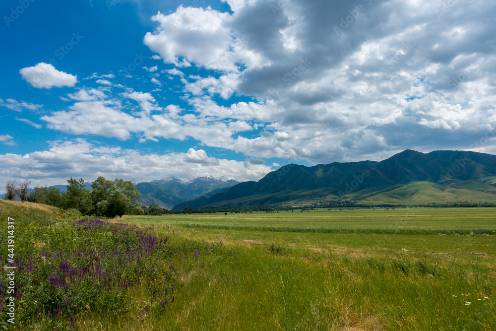 Summer mountain landscape. Blooming fields and medicinal herbs against the background of high mountains. Kyrgyzstan.