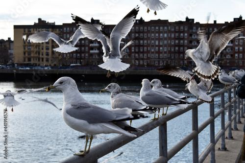 seagulls on the pier