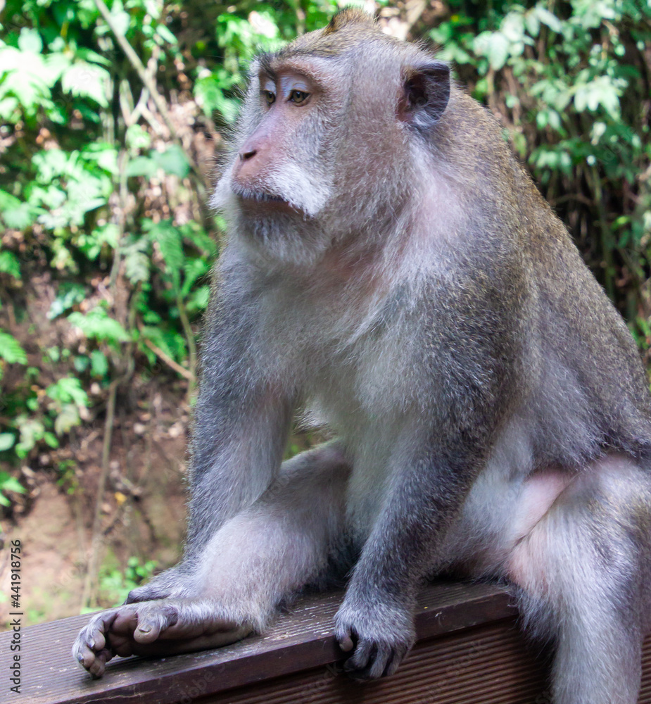 Balinese long-tailed macaque sitting on a bench Balinese long-tailed macaque sitting on a bench