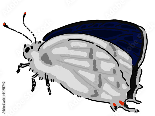 手描きで描いた野生のウラジロミドリシジミ