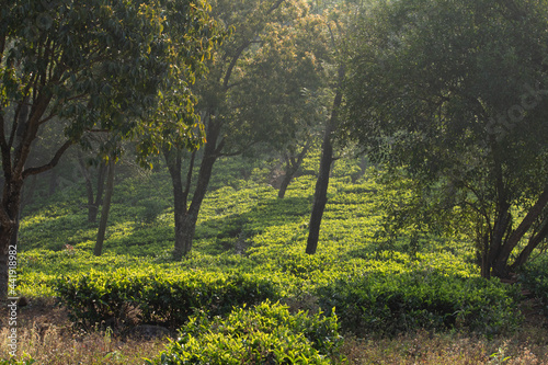 View of kodanadu tea estate in the morning. Trees in middle of the tea estate in kodanadu