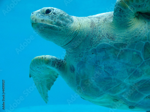 sea turtle