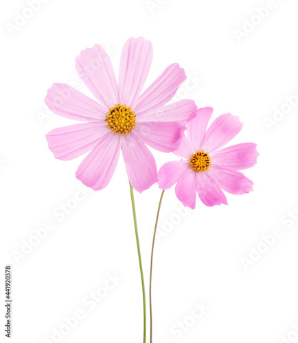 Two light pink Cosmos flowers isolated on white background.