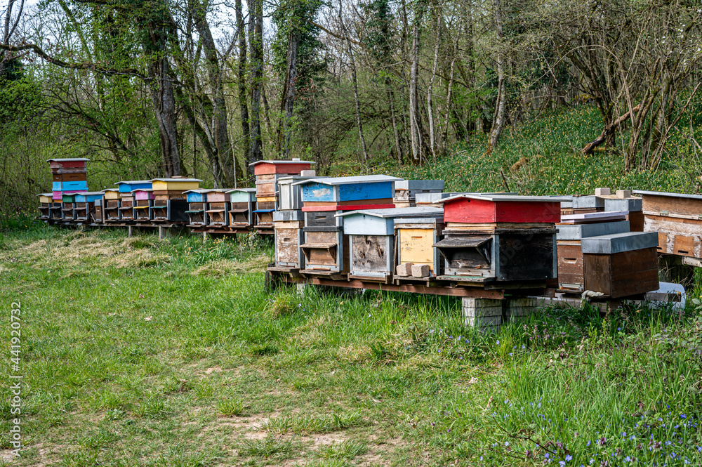Hives of bees in the apiary. Painted wooden beehives with active honey bees. Bee yard in Switzeland. Hives of bees in the apiary. Painted wooden beehives with active honey bees. Bee yard in Switzeland.