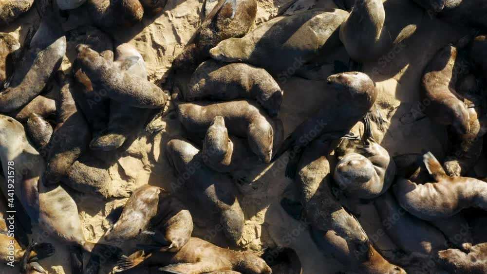 Spectacular aerial zoom out view of a large colony of Cape fur seals lying basking in the sun Spectacular aerial zoom out view of a large colony of Cape fur seals lying basking in the sun