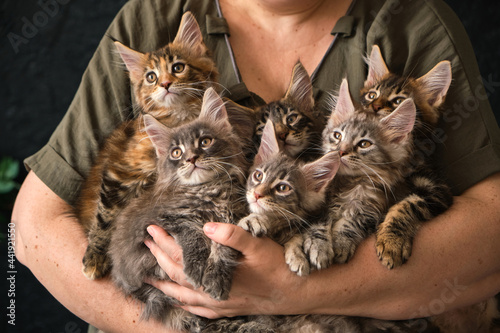 Close-up of 6 two-month-old Maine Coon kittens in caring female hands photo