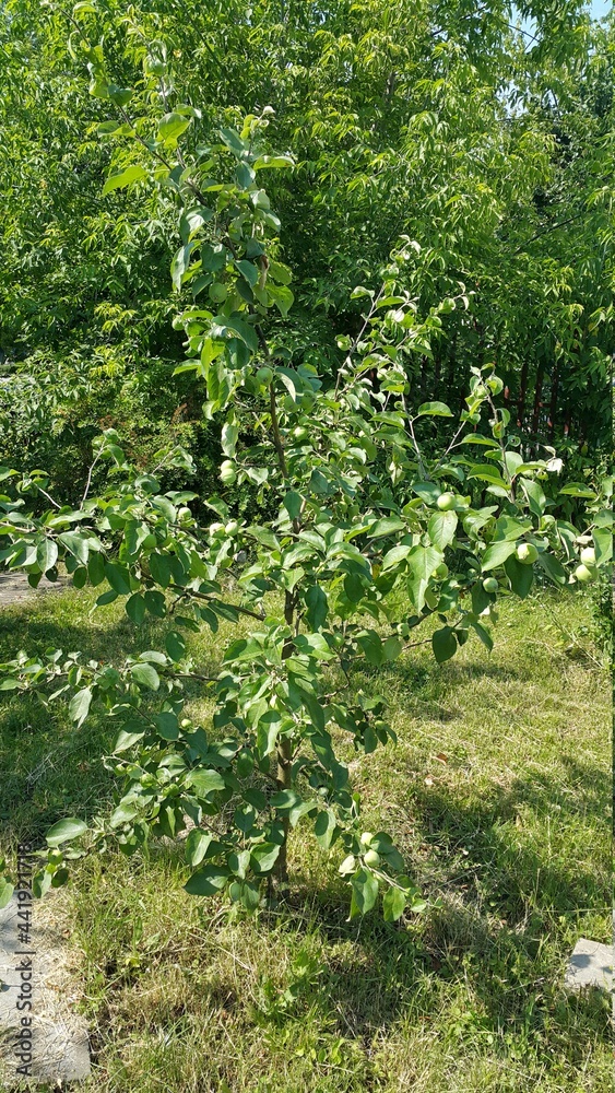 small apple tree small apple tree