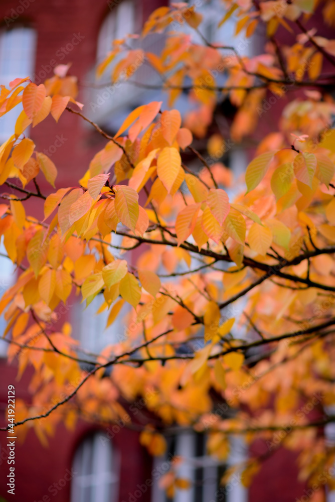 Beautiful Colorful Autumn Leaves Background vertical