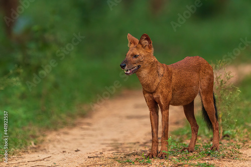 Wild Dog or Indian Dhole or Whistling Hunter from Nagarhole National Park Karnataka India © Ganesh Namasivayam