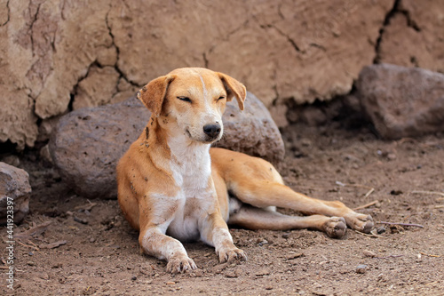 A dog resting in the shade of a hut in a rural Masai village, Kenya.