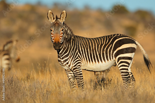 Cape mountain zebra (Equus zebra) in natural habitat, Mountain Zebra National Park, South Africa.