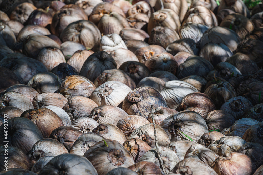 Pile of old coconuts on the ground Pile of old coconuts on the ground