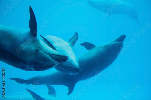 Sea dolphins swimming show in aquarium, Nagoya © Blanscape