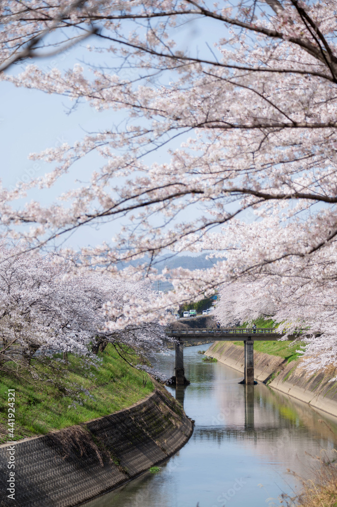 river in spring