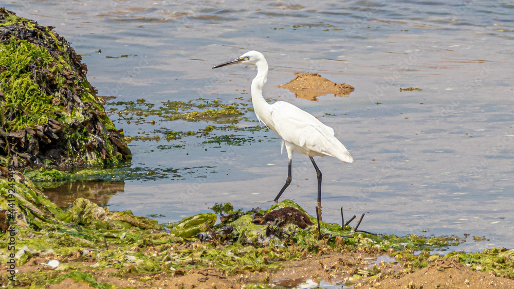 Obraz premium great blue heron