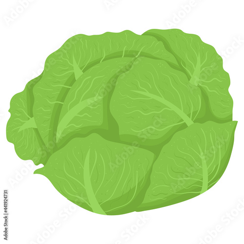 Cartoon illustration with colorful vegetable cabbage. Farm market product. Vector hand drawn graphic. Single isolated art.