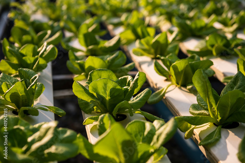 hydroponic Cos Lettuce in greenhouse farm