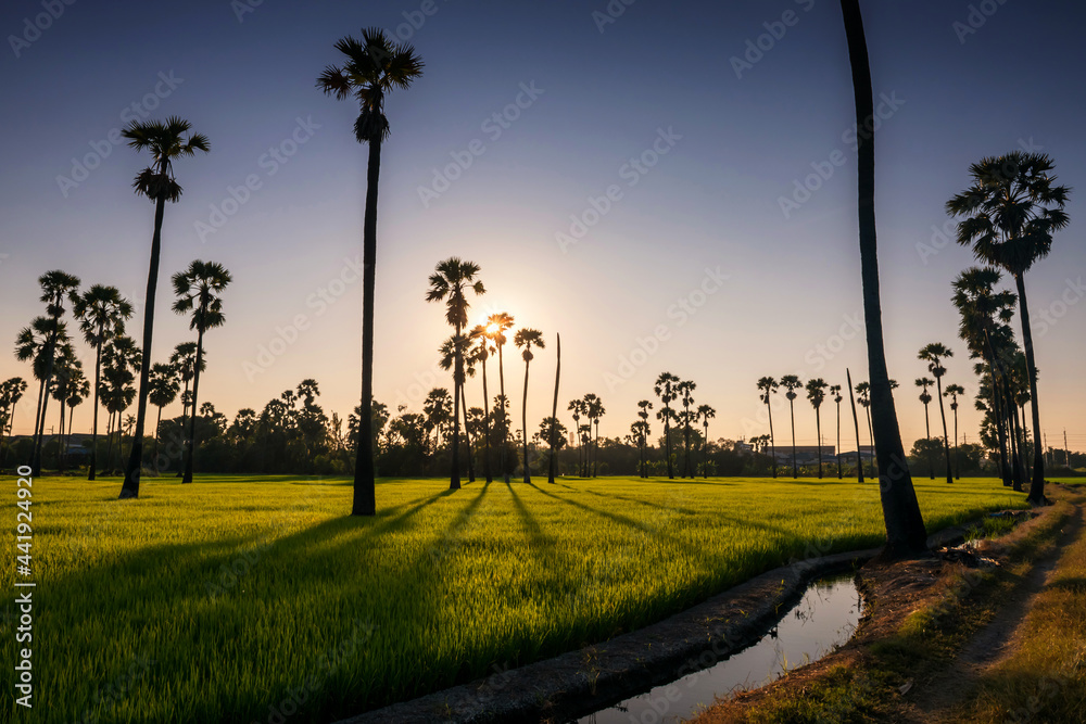 Sunset and light shade at palm tree and rice farm