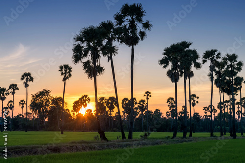 Sugar palm tree and rice farm at sunset