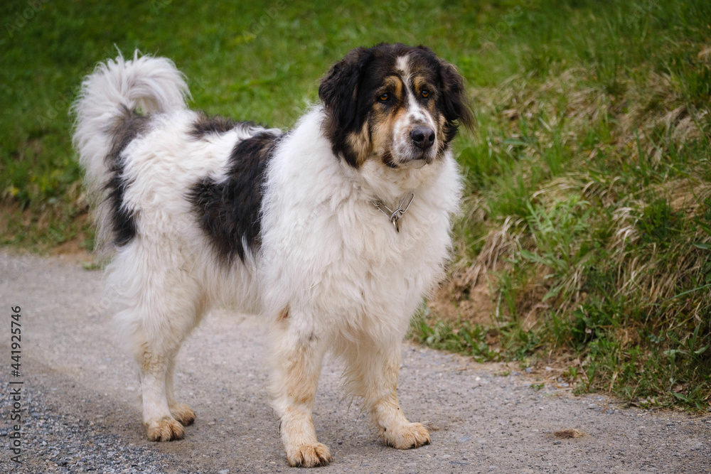 Tornjak - Bosnian Herzegovinian - Croatian Shepherd dog Tornjak - Bosnian Herzegovinian - Croatian Shepherd dog