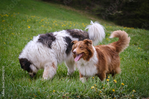 Tornjak and Australian shepherd dog