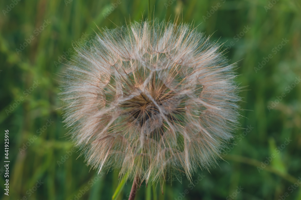 Fluffy dandelion fluff in a green meadow.